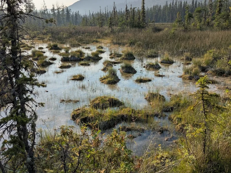 Liard River Hot Springs — photo 3